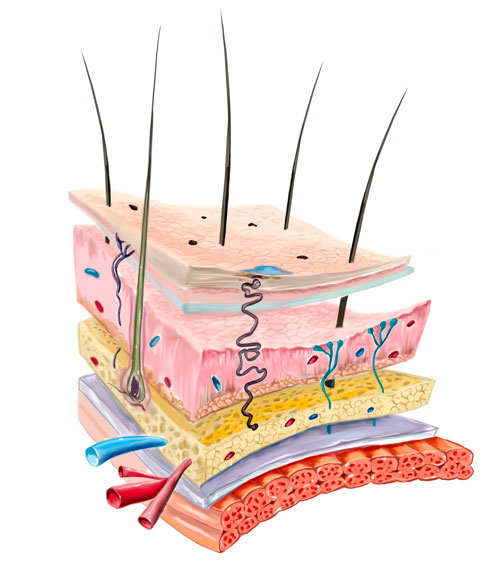 tumores cutaneos grafico tumores cutaneos grafico piel